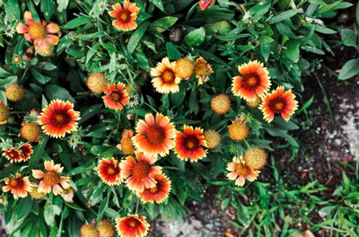 SEEDSSIDE GAILLARDIA (BLANKET FLOWERS) Seed(20 per packet)
