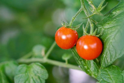 Etail tomato Seed(60 per packet)