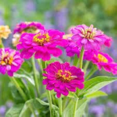 GREENSEA Multi colour Zinnia Flower Seed(37 per packet)