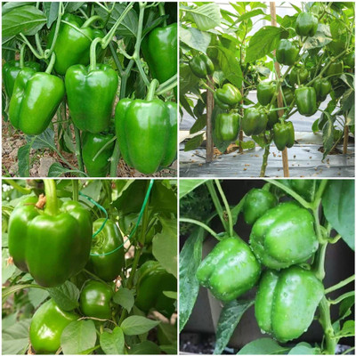 EcoFusion Capcicum vegetable seeds Seed(64 per packet)