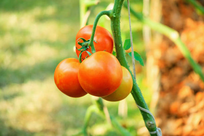 Click to buy tomato Seed(145 per packet)