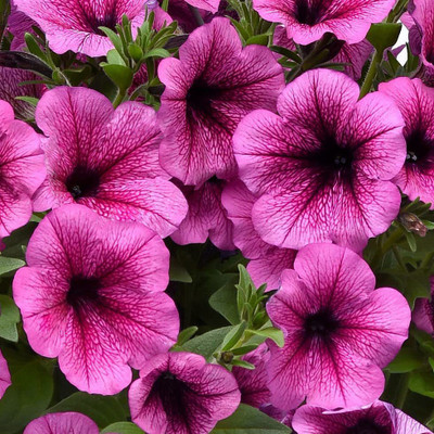 CYBEXIS GBPUT-61 - Petunia Rose Fusion - (540 Seeds) Seed(540 per packet)