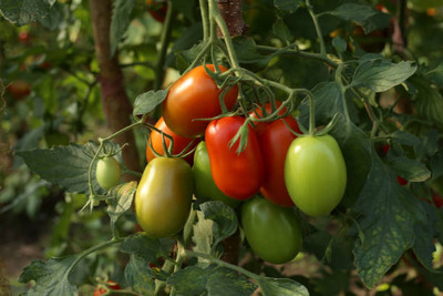 Mahak Stors tomato Seed(55 per packet)