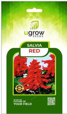 GARDENIFY INIDA GARDENIFY INIDARED SALVIA SEEDS SALVIA FLOWERS SALVIA SEEDS & PLANT Seed(20 per packet)