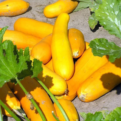 CYBEXIS Summer Squash Zucchini Seeds -50 Seeds Seed(50 per packet)