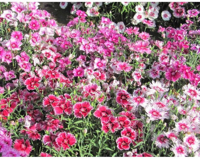 CEZIUS Sweet William Dianthus LARGE FLOWERED MIX Seed(70 per packet)