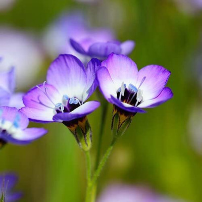 WILLVINE ™ Bird and Butterfly Wildflower-50 SEEDS Seed(50 per packet)