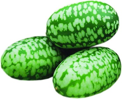 CYBEXIS XLL-52 - Mexican Sour Gherkin Cucumber - (450 Seeds) Seed(450 per packet)