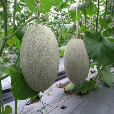 KNESSiN Musk Melon Cantaloupe Seed(1250 per packet)