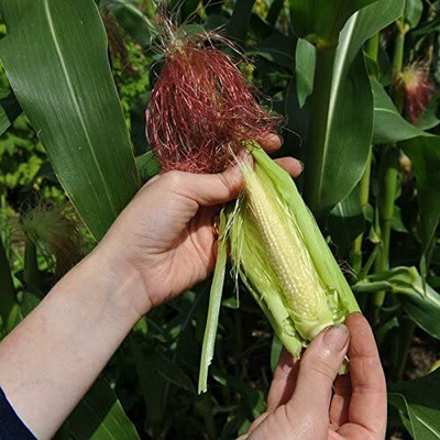 CYBEXIS Minipop Sweetcorn Seeds 2000 Seeds Seed(2000 per packet)