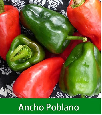 Qualtivate GBPT-3A Ancho Poblano Chilli Seed(300 per packet)