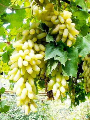 ALWAYSWE Grape Seed(40 per packet)