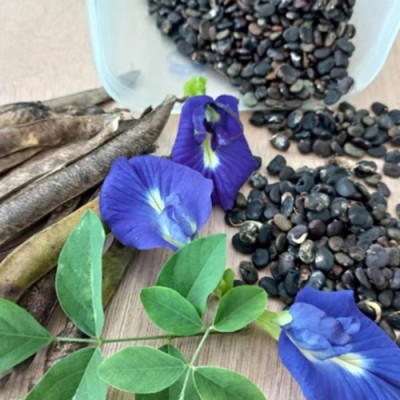 naturehils Aparajita Seeds, Butterfly Pea, Nilkanta Organic Seed(44 per packet)