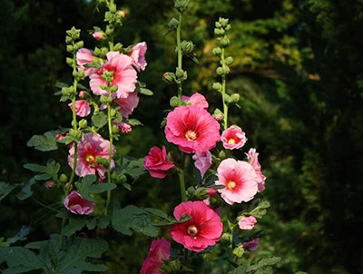 Aywal hollyhock Flower Seed(20 per packet)