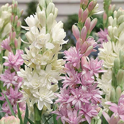 BJUBAS Rajanigandha plant/Tuberose flower seeds 22 Seed(22 per packet)