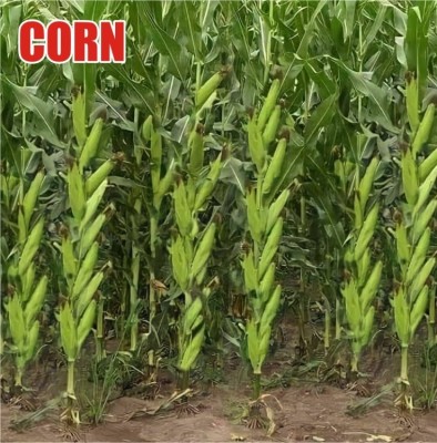 HYBRID 250g corn/makka/maize seeds highest yield variety long bhutta Seed(1 per packet)