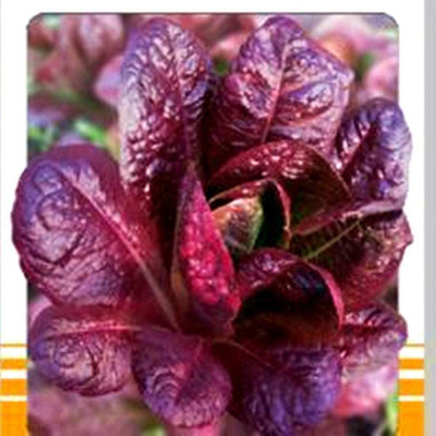CYBEXIS Purple Leaf Lettuce Seeds Purple Lettuce1000 Seeds Seed(1000 per packet)