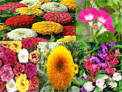 ibains Flowers seeds combo Seed(145 per packet)