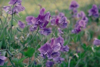 CYBEXIS Sweet Pea - Spencer Variety - Noel Sutton Seed(1 g)
