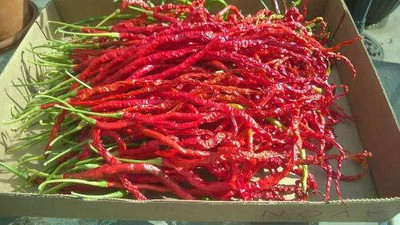 KNESSiN Chilli Thunder Mountain Longhorn Cayenne [400 Seeds] Seed(400 per packet)
