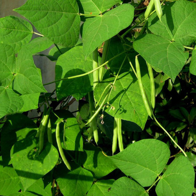 Aywal Hybrid French Beans Selection - High Yielding Seed(30 per packet)