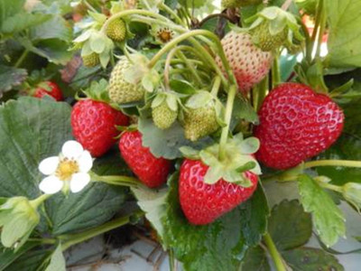 SeedHaven STRAWBERRY HYBRID / IMPORTED SEEDS Seed(300 per packet)