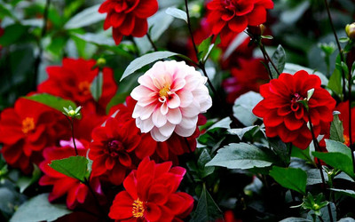 WILLVINE ATS-285 Dahlia Unwins Hybrids Dwarf Mix Double Flower Mix Around Seed(50 per packet)