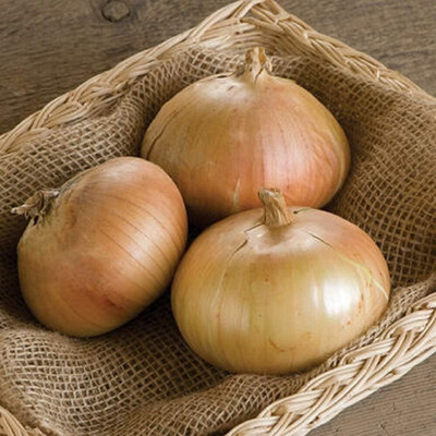 Qualtivate NDIR-527 Onion Intermediate-Day Bridger(Brown) Seed(1000 per packet)