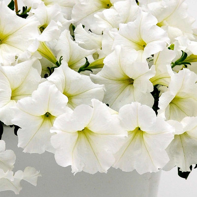Biosnyg Petunia White[100 Seeds] Seed(100 per packet)