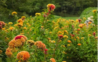 Avysa VARIEGATED COCKSCOMB Seed(5 per packet)