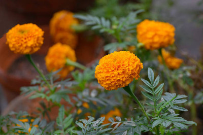 Cosmos marigold/gende ka phool flower seeds Seed(50 per packet)