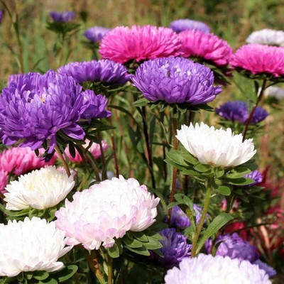Aywal Chrysanthemum Mix Heirloom Flower Seed(60 per packet)