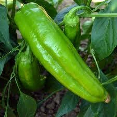 Arshiayat Chaina Queen F1 Hybrid Pepper Chilli Seed(1000 per packet)