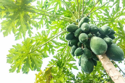 Aywal Papaya Hybrid Fruit Seed(175 per packet)