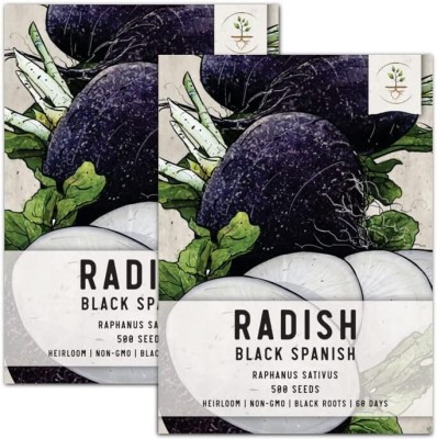 Qualtivate PUAS-8A Black Spanish Radish (Raphanus sativus) Seed(300 per packet)