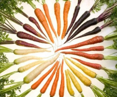 KNESSiN Rainbow Carrot Seeds Seed(250 per packet)