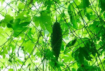 WILLWE F1 BEST QUALITY BITTER GOURD SEEDS Seed(31 per packet)