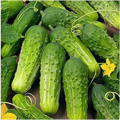 CYBEXIS NBIR-42 - Cucumber Pickling Boston(Green) - (150 Seeds) Seed(150 per packet)
