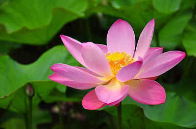 CR STORES lotus,kamal gatta Seed(10 per packet)