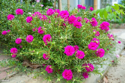 BDSresolve Time flower seeds pack of 92 Seed(92 per packet)