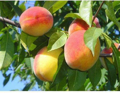 ACCELCROP Peach Aadu Fruit Seed(7 per packet)