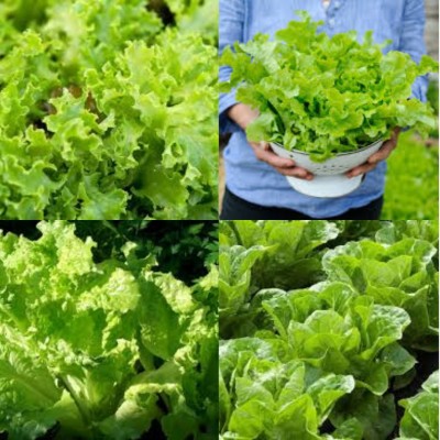 ibains Lettuce seeds iceberg bij 39 Seed(39 per packet)