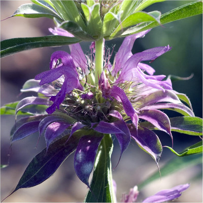 Qualtivate ICRA-9A Lemon Mint Seeds(Monarda citriodora) Seed(200 per packet)