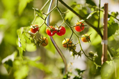 nizex tomato Seed(55 per packet)