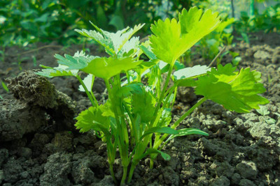 CYBEXIS PUAS-9 - Slow Bolting Cilantro - (2250 Seeds) Seed(2250 per packet)