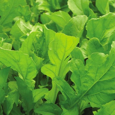 Qualtivate XLR-5 Arugula, Original Version Seed(500 per packet)