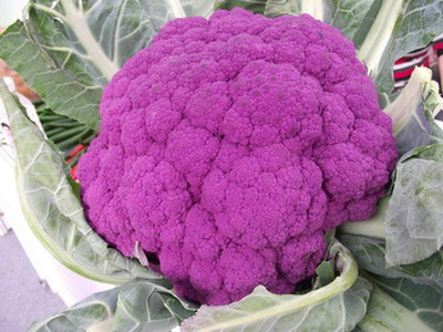 CYBEXIS Purple Cauliflower Seeds Non-GMO2000 Seeds Seed(2000 per packet)