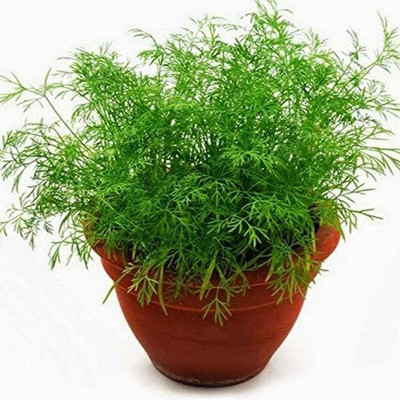 VibeX XL-46 - Herb Dill Mammoth Giant - (250 Seeds) Seed(250 per packet)