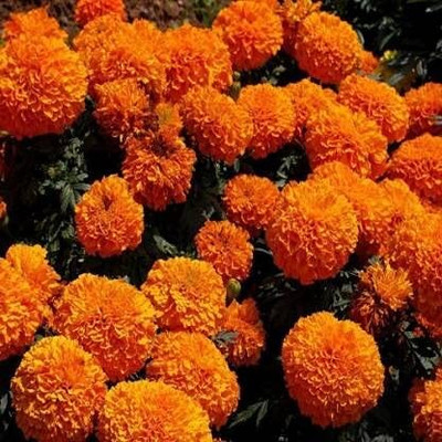 Aywal Marigold Dwarf French - Durango RED Seed(60 per packet)