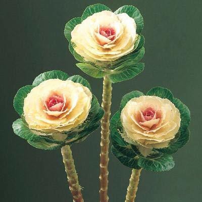 CYBEXIS Ornamental kale Brassica oleracea Seed(50 per packet)